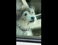 Dog in car seat barks teeth out
