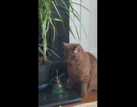 Brown Cat Plays with Indoor Plants Leaves