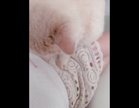 Cream cat massages woman belly fat