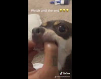 Dog eats pencil shavings 