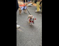 Dog as boxing champion