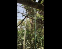 Monkey swings around on rope multiple times