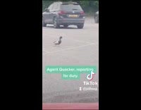 Girl in car sees duck parking lot 
