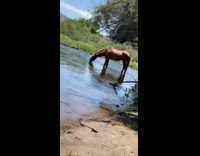 Guy at river says random horse appeared to drink water 