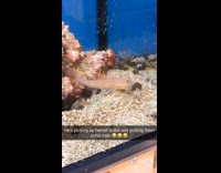 Fish picks up hermit crabs pet store