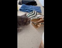 Cat checks Starbucks bag woman hits him