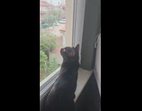 Black cat beside window chatter at bird