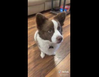 Brown white corgi dog mix sits floor 