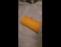 Guinea pig in orange cardboard tube 