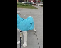 white dog blue raincoat on bench