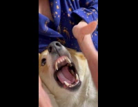 Dog growls at owner makes unusual sound