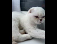 Purring white cat laying down dozes off 