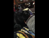 Girl pets black cat under chin 