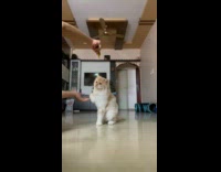 Person trains cat to give paw for treats