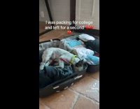 Woman packs while dog sleeps in luggage