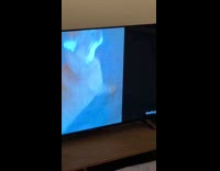 Cat on couch likes to watch videos