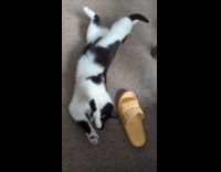Cat lay on floor stretch yellow slippers
