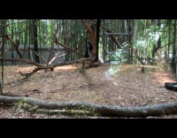 Monkey long limbs chase squirrel in zoo