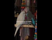 Male bird kisses mate until she falls asleep 