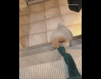 White puppy dog bites green robe belt