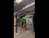Person in tree costume fits into turnstile