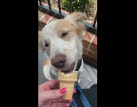 Dog eats ice cream form a wafer cone 