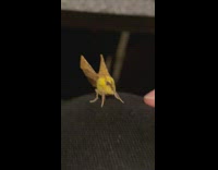 Person poke yellow moth insect with finger