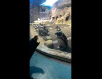 Penguin behind glass follows moving hand