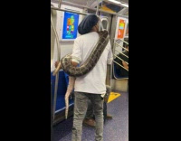 Man carries huge snake while riding train
