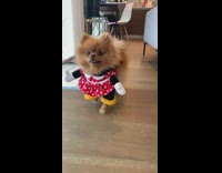 Brown dog red minnie mouse halloween costume 