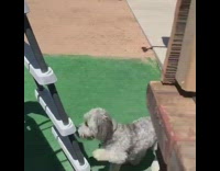 Small grey dog climbs grey pool ladder