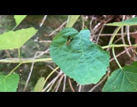 Small bug on the leaf with antlers