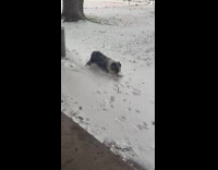 Puppy shoving snout on snow
