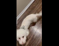 Dog happy to see hoomans home