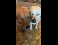 Dogs relaxed while taking shower