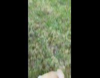 Pug puppy on grass lawn runs up to owner and licks hand