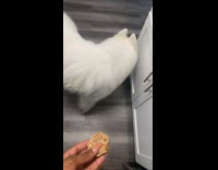 White dog doesnt like homemade treats