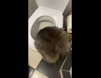 Furry Cat Drinks Water from Toilet Bowl