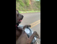 Dog rides scooter comfortably in funny style