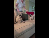 Owner tells pug dogs that they love each other and they start fighting