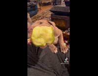 Collab Clips MPUGC - Puppy biting fast on an apple