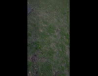 Pug dog pees on backpack on grass fail