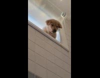 Dog Looks Down on Bathroom from Window