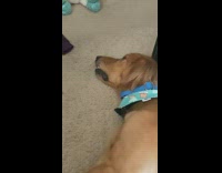 Big dog naps on carpet 