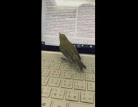 Green bird tries to catch mouse pointer 