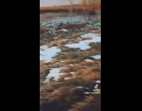 Guy rescues and saves owl on side of road 