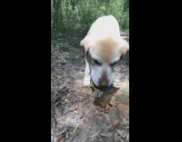 Collab BitchMP - Nugs the dog finds turtles on walks 