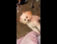 Dog jumps onto hind legs barks silently 