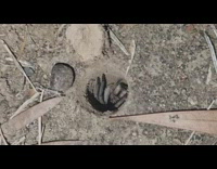 Trapdoor spider in hole pull its cover