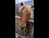 Girl recording calls brown horse pretty boy